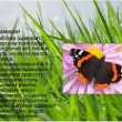 Admirálny motýľ: popis, jarný vzhľad, vlastnosti druhu