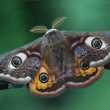 Nočný páví motýľ alebo hruškové pávie oko