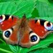 Páv motýľ: vlastnosti a vlastnosti