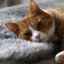 Cholangitída u mačiek: liečba a príznaky