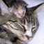 Eklampsia - pokles hladiny vápnika v krvi u mačiek