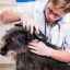 Microsporia u psov: podrobné informácie o nebezpečnej chorobe