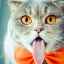 Prečo mačky začínajú ukazovať svoj jazyk?