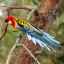 Podrobný popis papagája ružovej a jej obsahu v zajatí