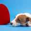 Pomoc psovi so srdcovým ochorením