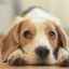 Oči psa kysnú: príčiny, príznaky, liečba