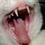 Ako správne odstrániť zubný kameň u mačiek