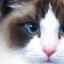 Mačky ragdoll: popis, charakterové vlastnosti a nuansy domácej starostlivosti