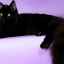 Mystické a očarujúce čierne mačky