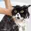 Šampón proti blchám pre mačky: zloženie a ktoré si zvoliť
