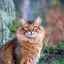 Somálska mačka (foto): dokonalý spoločník pre zábavných ľudí