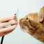 Toxokaróza u mačiek: čo robiť, ako liečiť
