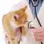 Toxoplazmóza u mačiek: čo to je, ako a ako s ňou zaobchádzať