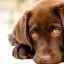 Psy majú deravé oči - príčiny výtoku a základy liečby