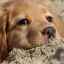 Psie fúzy vypadávajú: hlavné príčiny choroby