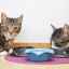 Ako kŕmiť mačku, aby sa zlepšila: pravidlá výživy