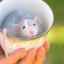 Čo jedia vnútorné dekoratívne potkany?