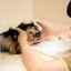 Ischemická mozgová príhoda u psov a mačiek: príčiny, príznaky, liečba