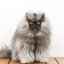Aká je najchmúrnejšia mačka na svete?