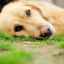 Karcinóm u psov: typy a diagnostika ochorenia