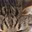 Krmivo pre mačky acana: odrody a zloženie