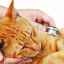 Koronavírus u mačiek: príznaky, diagnostika, terapia