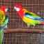 Červená a pestrá ružica: ako skrotiť papagája