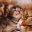 Laktostáza u mačiek: príčiny, diagnostika, liečba