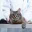 Meningitída u mačiek - pochopenie príčin a liečby