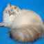 Maškarná mačka neva: charakter, výhody a nevýhody, recenzie