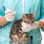 Čo robiť, ak je mačiatko po očkovaní letargické
