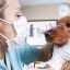 Toxokaróza u psov: príznaky a vzhľad parazita