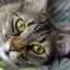 Mačka má opuchnuté oko: hlavné príčiny a prvá pomoc