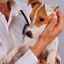 Alergické testy na psoch: výhody a nevýhody týchto metód
