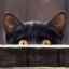Je čierna mačka predzvesťou nešťastia alebo symbolom šťastia a bohatstva?
