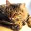 Cholangitída - zápal žlčových ciest u mačiek