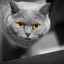 Leptospiróza u mačiek: príznaky a liečba