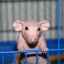 Plešatý potkan sphynx: tajomstvá držania domáceho maznáčika