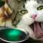 Otrava u mačiek: príznaky a prvá pomoc