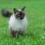 Foto siamská dlhosrstá mačka
