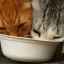 Ako odstaviť mačku od suchého jedla: najlepšie spôsoby zmeny stravovania