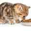 Koľko potravy kŕmiť mačku