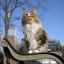 Nórska lesná mačka (foto): láskavosť oblečená v severskom charaktere