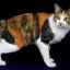 Plemeno mačiek bobtail - vlastnosti obsahu a fotografie domáceho maznáčika