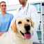 Rinotracheitída u psov: príčiny a prevencia choroby