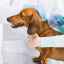 Platnosť očkovania proti besnote u psov