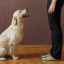 Výučba velenia psa v sede: jednoduché spôsoby a štandardy výkonnosti