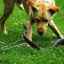 Uhryznutie hadom u psa: klinické príznaky a prvá pomoc pre domáceho maznáčika