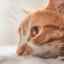 Zhubné a benígne nádory u mačky na labke