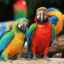 Čo sú najchytrejší papagáje
